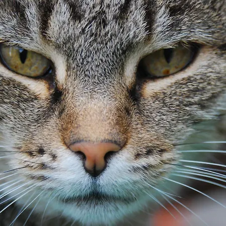 Fattoria Walden Ficulle